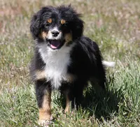 Jerry, a male Miniature Aussiedoodle for sale in Reno, NV – Photo 3 of 3