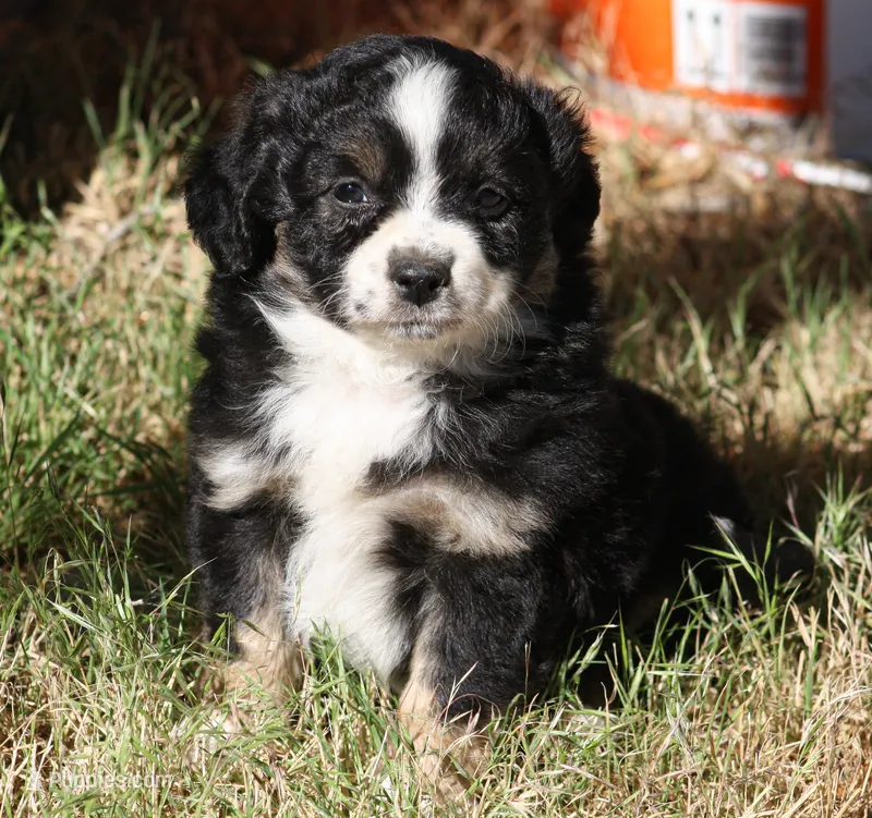 Jemma – Miniature Australian Shepherd, Miniature American Shepherd puppy for sale in Reno, NV