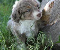 Charles, a male Miniature Aussiedoodle for sale in Reno, NV – 4 of 4