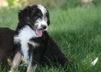 Eric, a male Aussiedoodle and Miniature Aussiedoodle for sale in Reno, NV – 3 of 3