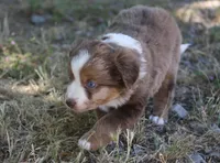 Jasime , a female Miniature Australian Shepherd and Miniature American Shepherd for sale in Reno, NV – 3 of 8