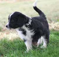 Cody, a male Miniature Aussiedoodle for sale in Reno, NV – 3 of 6