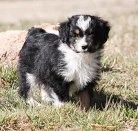 Jessie, a female Miniature Aussiedoodle for sale in Reno, NV – Photo 3 of 5