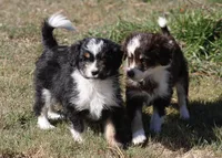 Jessie, a female Miniature Aussiedoodle for sale in Reno, NV – Photo 5 of 5