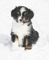 Jessie, a female Miniature Aussiedoodle for sale in Reno, NV – Photo 2 of 5