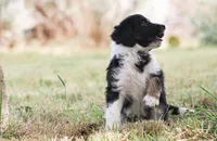 Cody, a male Miniature Aussiedoodle for sale in Reno, NV – 4 of 6