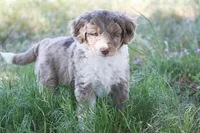 Charles, a male Miniature Aussiedoodle for sale in Reno, NV – 2 of 4
