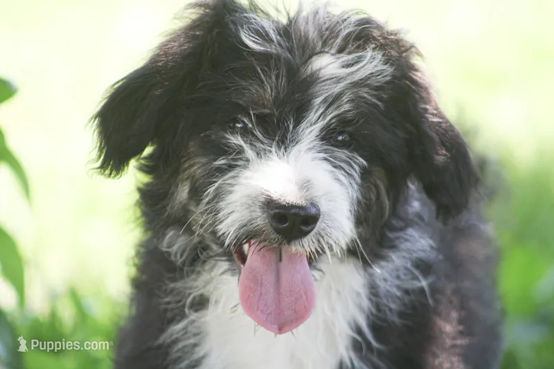 Eric – Aussiedoodle, Miniature Aussiedoodle puppy for sale in Reno, NV