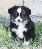 Jessie, a female Miniature Australian Shepherd and Miniature American Shepherd for sale in Reno, NV – 2 of 7