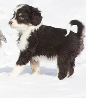 Jera, a female Miniature Aussiedoodle for sale in Reno, NV – Photo 2 of 5