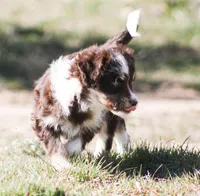 Jera, a female Miniature Aussiedoodle for sale in Reno, NV – Photo 5 of 5