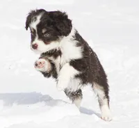 Jera, a female Miniature Aussiedoodle for sale in Reno, NV – Photo 3 of 5