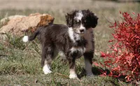 Jera, a female Miniature Aussiedoodle for sale in Reno, NV – Photo 4 of 5