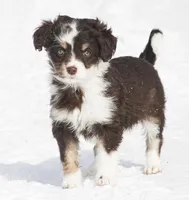 Jera, a female Miniature Aussiedoodle for sale in Reno, NV – Photo 1 of 5