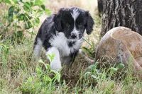 Cody, a male Miniature Aussiedoodle for sale in Reno, NV – 6 of 6