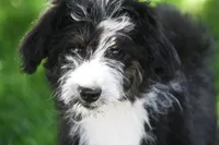 Eric, a male Aussiedoodle and Miniature Aussiedoodle for sale in Reno, NV – 2 of 8