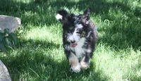 Eric, a male Aussiedoodle and Miniature Aussiedoodle for sale in Reno, NV – 8 of 8