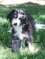 Eric, a male Aussiedoodle and Miniature Aussiedoodle for sale in Reno, NV – 5 of 8