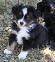 Jessie, a female Miniature Australian Shepherd and Miniature American Shepherd for sale in Reno, NV – 3 of 7