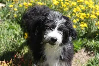 Eric, a male Aussiedoodle and Miniature Aussiedoodle for sale in Reno, NV – 3 of 8