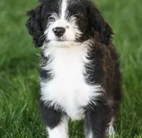 Eli, a male Aussiedoodle and Miniature Aussiedoodle for sale in Reno, NV – 2 of 4