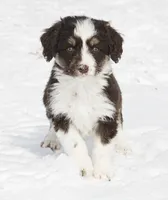 Jim, a male Miniature Aussiedoodle for sale in Reno, NV – Photo 2 of 3