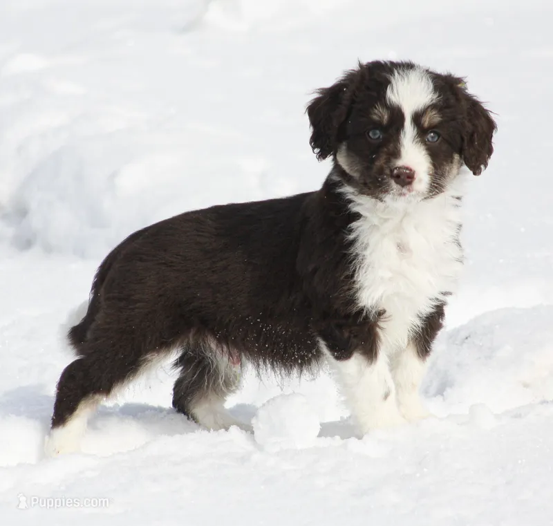 Jim – Miniature Aussiedoodle puppy for sale in Reno, NV