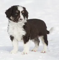 Jim, a male Miniature Aussiedoodle for sale in Reno, NV – Photo 3 of 3