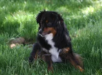 Jessie, a female Miniature Australian Shepherd and Miniature American Shepherd for sale in Reno, NV – 4 of 7