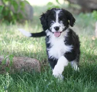 Eli, a male Aussiedoodle and Miniature Aussiedoodle for sale in Reno, NV – 1 of 4
