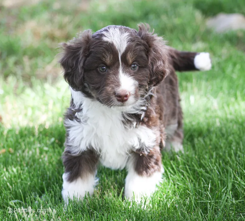 Curtis – Miniature Aussiedoodle puppy for sale in Reno, NV
