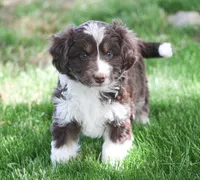 Curtis, a male Miniature Aussiedoodle for sale in Reno, NV – 1 of 3