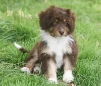 Billy, a male Miniature Aussiedoodle for sale in Reno, NV – Photo 1 of 5