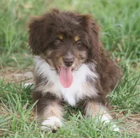 Billy, a male Miniature Aussiedoodle for sale in Reno, NV – Photo 5 of 5