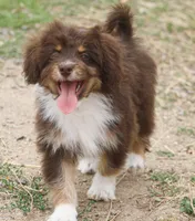 Billy, a male Miniature Aussiedoodle for sale in Reno, NV – Photo 4 of 5