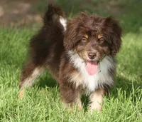 Billy, a male Miniature Aussiedoodle for sale in Reno, NV – Photo 2 of 5