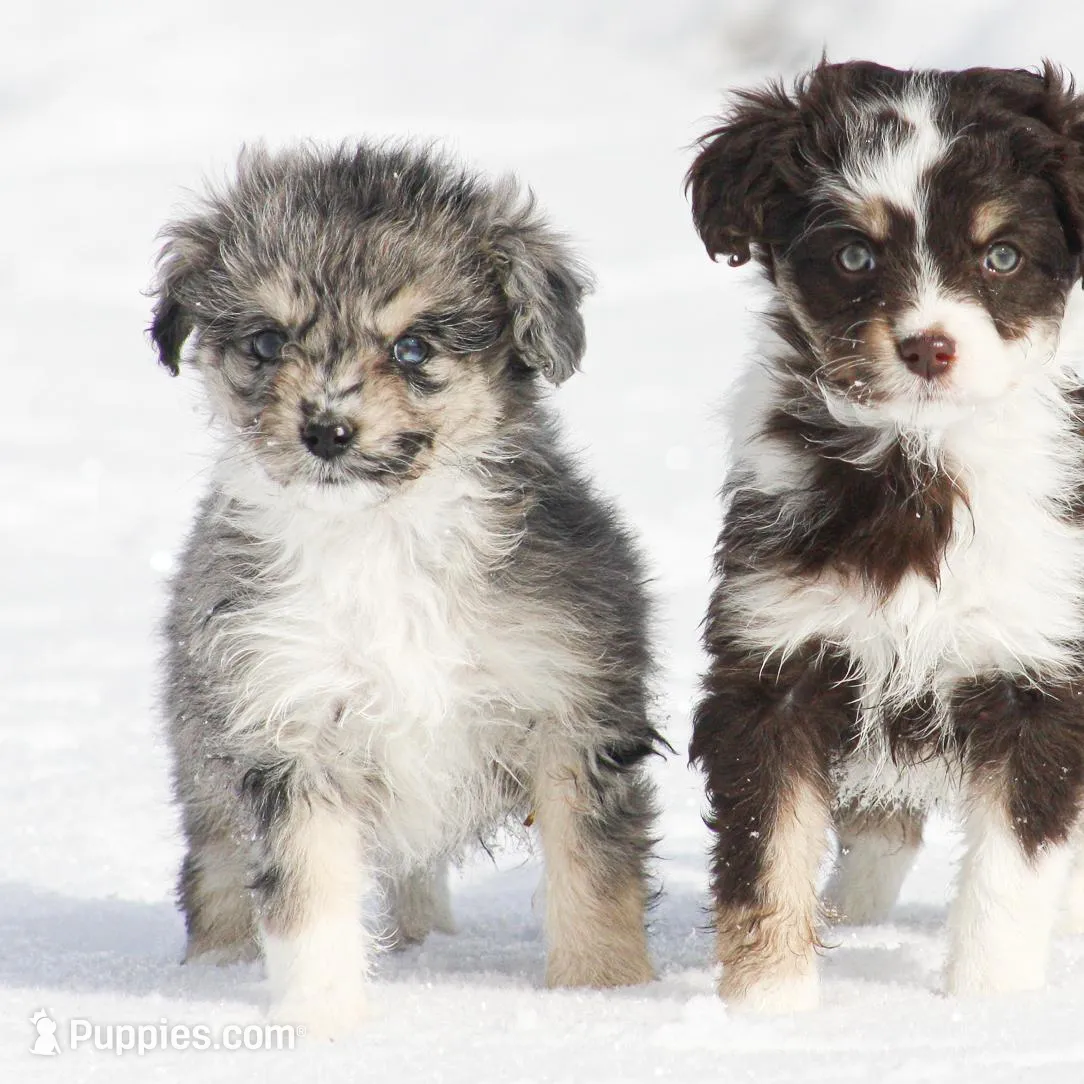 Josie, a female Miniature Aussiedoodle for sale in Reno, NV – Photo 4 of 4
