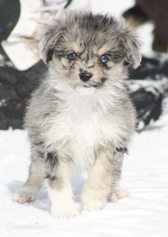 Josie – Miniature Aussiedoodle puppy for sale in Reno, NV