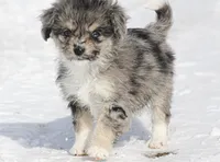 Josie, a female Miniature Aussiedoodle for sale in Reno, NV – Photo 3 of 4