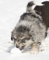Josie, a female Miniature Aussiedoodle for sale in Reno, NV – Photo 2 of 4