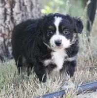 Jemma, a female Miniature Australian Shepherd and Miniature American Shepherd for sale in Reno, NV – 1 of 5