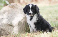 Cody, a male Miniature Aussiedoodle for sale in Reno, NV – 2 of 6