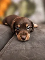 Brownie, a female Miniature Dachshund for sale in Fredericksburg, VA – 2 of 2