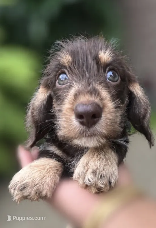 Brownie- Wirehair – Miniature Dachshund puppy for sale in Fredericksburg, VA