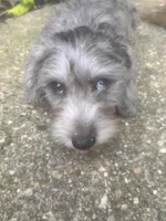 Muffin- Wirehair, a male Miniature Dachshund for sale in Fredericksburg, VA – 6 of 10