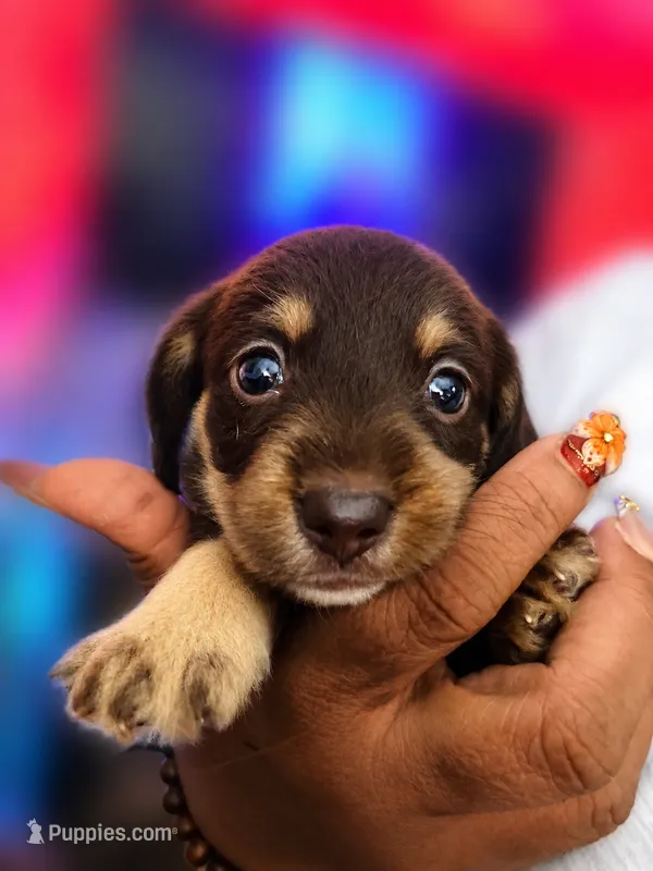 Brownie – Miniature Dachshund puppy for sale in Fredericksburg, VA