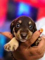 Brownie, a female Miniature Dachshund for sale in Fredericksburg, VA – 1 of 2