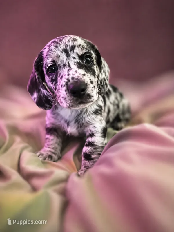 Chip – Miniature Dachshund puppy for sale in Fredericksburg, VA