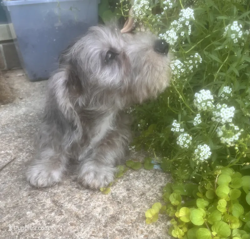 Muffin- Wirehair – Miniature Dachshund puppy for sale in Fredericksburg, VA