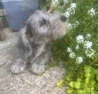 Muffin- Wirehair, a male Miniature Dachshund for sale in Fredericksburg, VA – 5 of 10